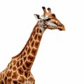 Ultra-detailed Aerial View Of Colorized Giraffe On White Background