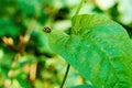 Small single ladybug sitting on a green leaf Royalty Free Stock Photo