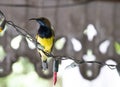 Small single olive backed sunbird hanging on christmas light lines . beauty tiny bird yellow and blue color