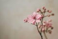 a small single pink flower is set against a beige background