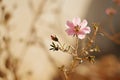 a small single pink flower is set against a beige background