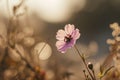 a small single pink flower is set against a beige background