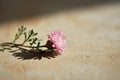 a small single pink flower is set against a beige background