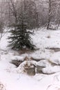 Small single spruce on the edge of the forest by small lake Royalty Free Stock Photo