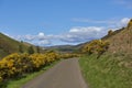 The small single tracked road through Quharity Glen with Flowering Gorse flanking it on the Hillside.