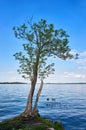 Small single tree at Lake Schwerin with a blue sky. Mecklenburg-Vorpommern, Germany Royalty Free Stock Photo