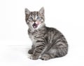Small sitting cat Royalty Free Stock Photo