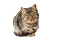 A small sitting cat with a sad look Royalty Free Stock Photo