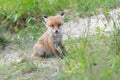 A small sitting fox looks attentively