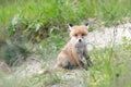 A small sitting fox looks attentively