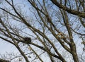 Small size bird nest on a tree Royalty Free Stock Photo