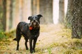 Small Size Black Hunting Dog in Summer Forest.