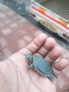 Small size closeup turtle in human hand