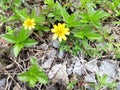 A small size yellow flower on the ground