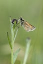 Small skipper butterfly