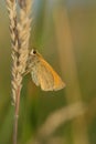 Small skipper butterfly Royalty Free Stock Photo