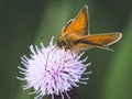 Small Skipper Butterfly feeding Royalty Free Stock Photo