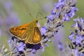 Small skipper butterfly on lavender Royalty Free Stock Photo