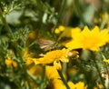 Small Skipper