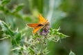 Small skipper butterfly resting