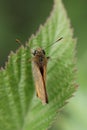 small skipper butterfly sitting on a leaf in the sun to heat up