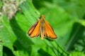 Small skipper butterfly Royalty Free Stock Photo