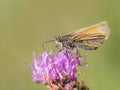 Small Skipper butterfly, Thymelicus sylvestris, feeding on knapweed flower. Blurred background. Royalty Free Stock Photo