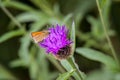 Small Skipper Butterfly feeding on a thistle Royalty Free Stock Photo
