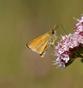 Small Skipper Buttterfly. Royalty Free Stock Photo