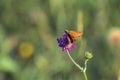 Small skipper sits on a flower. Butterfly of the Hesperiidae family