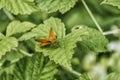 Small skipper sits on a green leaf. Butterfly of the Hesperiidae family