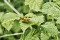 Small skipper sits on a green leaf. Butterfly of the Hesperiidae family