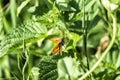 Small skipper sits on a green leaf. Butterfly of the Hesperiidae family