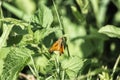 Small skipper sits on a green leaf. Butterfly of the Hesperiidae family