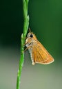 Small skipper. Small fluffy moth on a green blade of grass. Butterfly on the grass Royalty Free Stock Photo