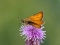 Small skipper on a bright purple thistle blossom Royalty Free Stock Photo