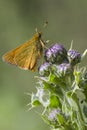 Small Skipper ( Thymelicus sylvestris ) Royalty Free Stock Photo