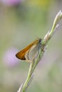 Small Skipper (Thymelicus sylvestris)