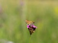 Small skipper thymelicus sylvestris butterfly male feeding on flower Royalty Free Stock Photo