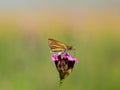 Small skipper thymelicus sylvestris butterfly male feeding on flower Royalty Free Stock Photo