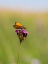 Small skipper thymelicus sylvestris butterfly male feeding on flower Royalty Free Stock Photo