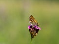 Small skipper thymelicus sylvestris butterfly male feeding on flower Royalty Free Stock Photo