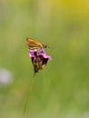 Small skipper thymelicus sylvestris butterfly male feeding on flower Royalty Free Stock Photo