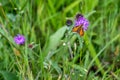 Small skipper - Thymelicus sylvestris - orange and brown butterfly on flower meadow in summer Royalty Free Stock Photo