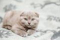 Small sleepy cute kitten on the bed.Scottish fold cat