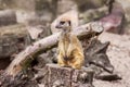 Small sleepy meerkat guard Royalty Free Stock Photo