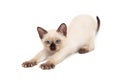 Small, sleepy Siamese kitten Royalty Free Stock Photo