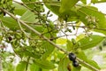 Branches With Young Black Plums Royalty Free Stock Photo