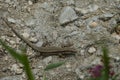 Small, slender lizard, blends seamlessly with the grey, rocky ground, natural camouflage in a wild setting Royalty Free Stock Photo