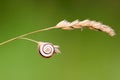 Slug on a dry stalk of grass-closeup Royalty Free Stock Photo